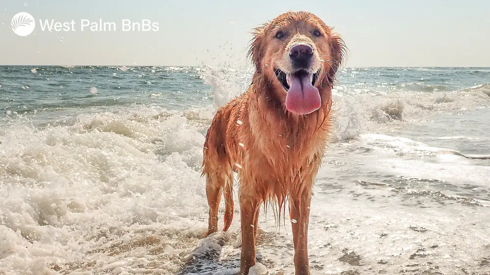 Exploring Pet-Friendly Paradise: Your Guide to Pet-Friendly Travel in West Palm Beach, Florida