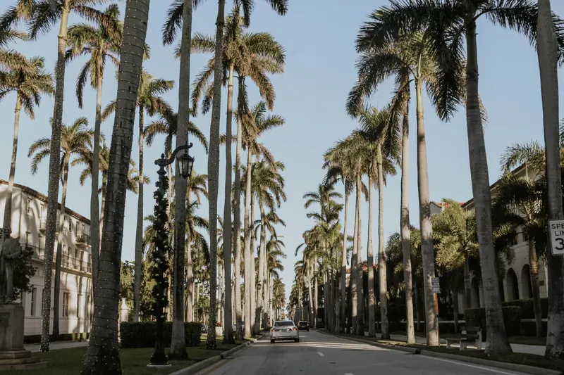 Royal palms lining a West Palm Beach street